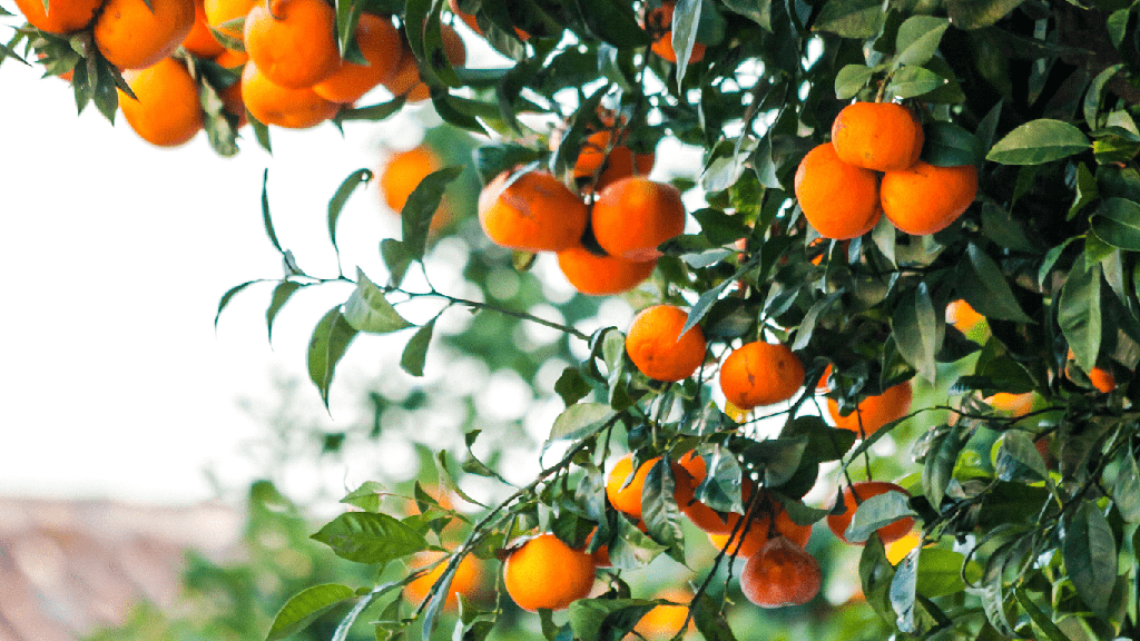 Miel de Fleurs d'Oranger (Bio)